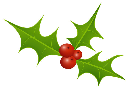 Holly Berries with Leaves - Holly Mistletoe - Ilex aquifolium - Christmas Holly Mistletoe Elements
