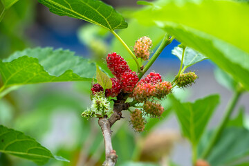 Bebesaran or murbei or Mulberry or Morus alba is a native plant from northern China, but now it has been cultivated in various places, both in areas with subtropical and tropical climates.