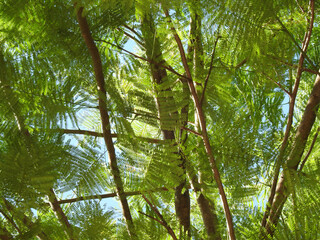 Obraz premium Trunks and branches viewed from below. Sunlight passes through the leaves.