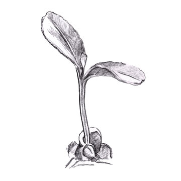 Sprout. A young plant is a hand-drawn image in a realistic style