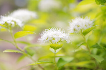 これはあいづしもつけ??わからん