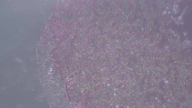 Microscope footage of frog egg simple cell magnified in 100 times with cross light. Reproduction stage of amphibian filmed with oblique lighting in laboratory. Learning zoology metamorphosis in macro