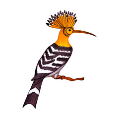 Tropical hoopoe bird. Watercolor illustration isolate on transparent background.