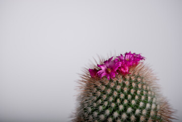 Kaktus kwitnący na różowo, kolce, płatki, domowa hodowla (4). - obrazy, fototapety, plakaty