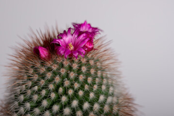Kaktus kwitnący na różowo, kolce, płatki, domowa hodowla (3). - obrazy, fototapety, plakaty
