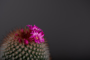 Kaktus kwitnący na różowo, kolce, płatki, domowa hodowla (2).