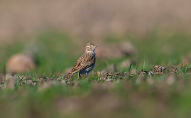 Turkestan Short-toed Lark (Alaudala heinei) is lives in stony, bare, dry, open lands, preferably arid soils, salty areas. It is often found on the dry edges of marshes.
