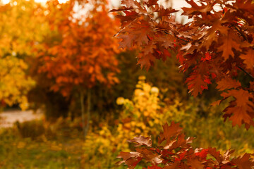 Collection of Beautiful Colorful Autumn Leaves green, yellow, orange, red