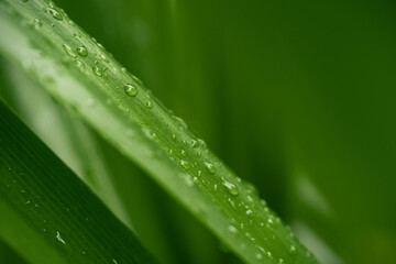 water drops on grass