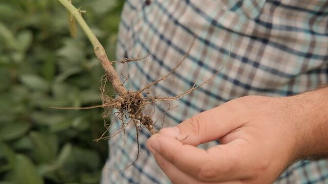 Soybean roots. Soybean roots in the hands of a farmer close-up.