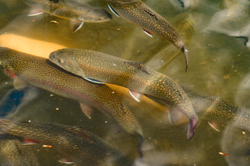 Karelian and golden trout swim in mountain rivers, artificial breeding of fish in running water.