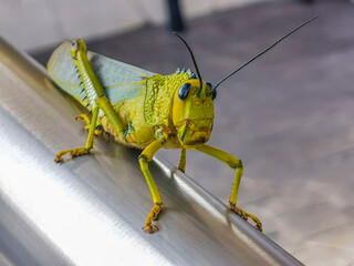 Giant green grasshopper sitting on railing in Mexico.