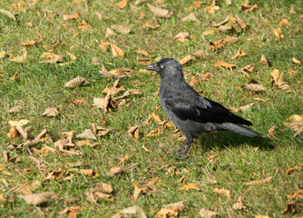 Dohle (Corvus monedula) auf Rasen mit Blättern
