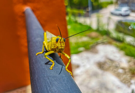 Giant Green Grasshopper Sitting On Railing In Mexico.