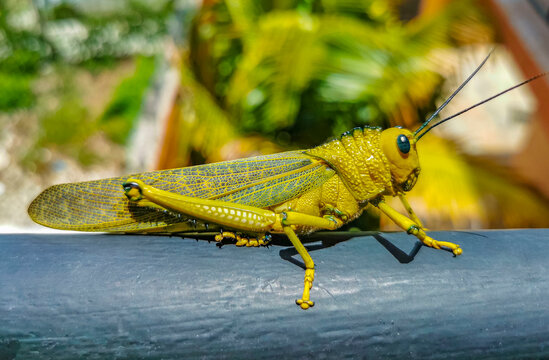 Giant Green Grasshopper Sitting On Railing In Mexico.