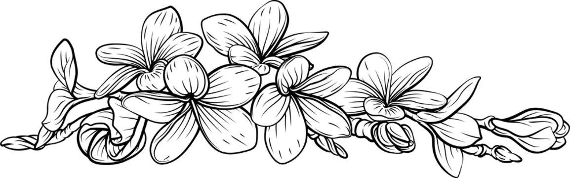 Plumeria Obtusa Sketch Detail Species Stock Illustration 1847723668 |  Shutterstock