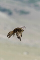 Saker Falcon during a Salburun hunting competition