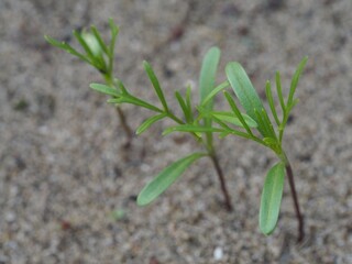 コスモスの発芽