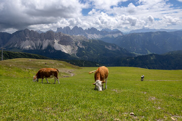 Fototapeta na wymiar cows grazing in the the mountains