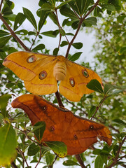close-up of two moths Opodiphthera eucalypti or the emperor gum moth resting on a tree branch