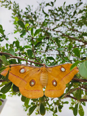 Close-up of Opodiphthera eucalypti or "emperor gum moth" resting on a tree branch