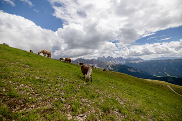 Fototapeta na wymiar horses grazing in the mountains