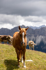 Fototapeta na wymiar cows and horse in the mountains