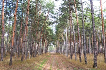 Trees in the forest and path