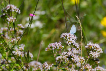 Holly Blue (Celastrina argiolus) butterfly with closed wings perched on a white flower in Zurich, Switzerland