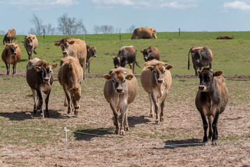 Jersey Cattle In Pasture On The Farm