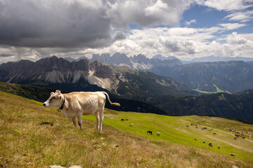 Fototapeta na wymiar Single cow alone in the mountains