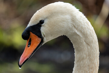 Swan