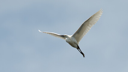Fototapeta na wymiar Little Egret