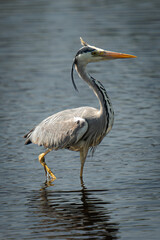 Heron