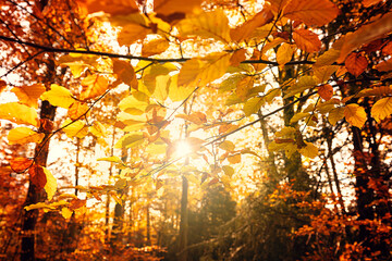 Fototapeta na wymiar Herbst Blätter mit Sonnenstrahlen 
