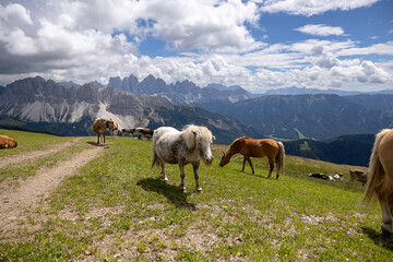 Naklejka na ściany i meble pony and horses in the mountains
