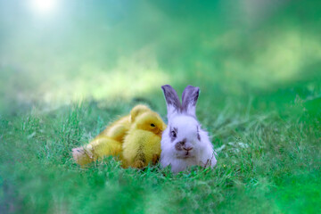 白い子ウサギと寄り添い寝るアヒルの雛3羽	