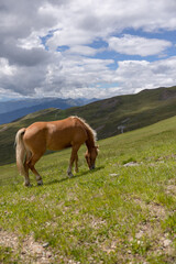 Fototapeta na wymiar Single horse in the green mountains