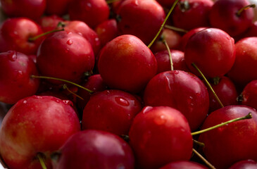 Fruit harvest.Small red apples close up. 