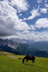 Fototapeta na wymiar horse grazing in the mountains