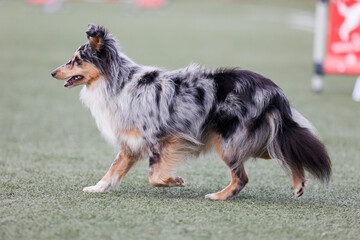 Fast and crazy blue merle shetland sheepdog running agility slalom on outside competition during...