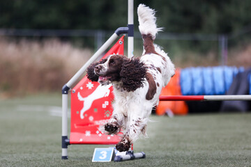 Purebred active red white English Springer Spaniel running dog agility course with full attention.Fast and furious  Springer Spaniel winner champion on outside agility competition on summer time