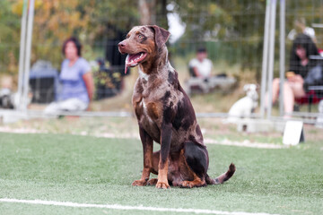 Multi-purpose working Catahoula Leopard Dog on a start line at agility course on outside competition during sunny summer time. Smart, working, obedient Catahoula Leopard Dog Catahoula Hog Dog