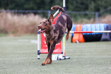 Red merle Catahoula Leopard Dog running agility course on outside competition during sunny summer...