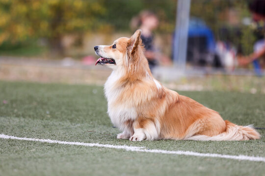 Beautiful sable white long haired Pembroke Welsh Corgi is a strong, athletic, and lively little herder. Pembrokes are surprisingly quick and agile. Queen beloved dog Corgi Pembroke 