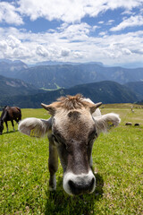 Closeup of cow