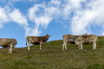 Naklejka na ściany i meble Cows in the mountains