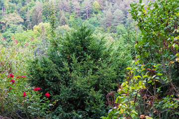 green trees and bushes with forest in background in germany in summer