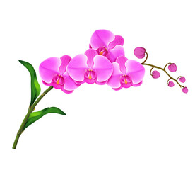 Fototapeta na wymiar Pink orchid branch realistic illustration