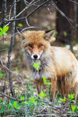 The red fox is one of the most important fur-bearing animals, close-up portrait with branches and foliage in the foreground and with the bokeh of the trees of the reserved protected forest. 
